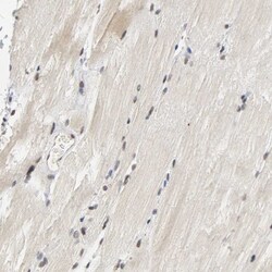 NCOA6 Antibody, Novus Biologicals:Antibodies:Primary Antibodies